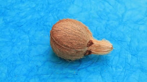 Single Coconut with Husk on a Blue Background