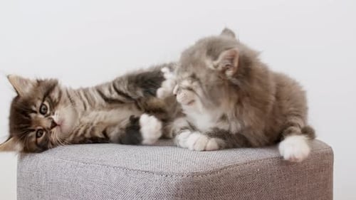 Petits chatons qui dorment et jouent les uns avec les autres