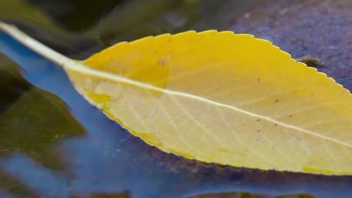 Gelbes Herbstblatt schwimmt im klaren, frischen See. Nahaufnahme,