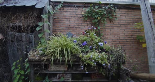 Potted flowers and plants with extravagant colors inside some potting tables in an orchard. 4K