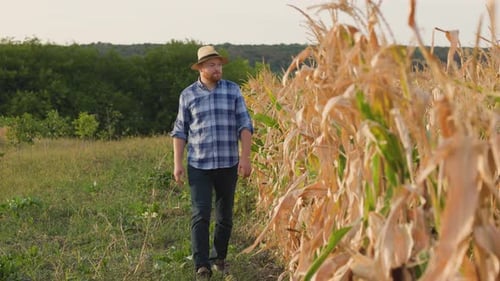Farmer with Hat Walking Through Corn Field in Summer at Sunset
