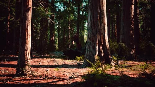 Giant Sequoias in the Sequoia National Park in California USA