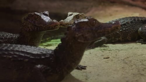 Caiman crocodiles turn around and run towards shore - rack focus