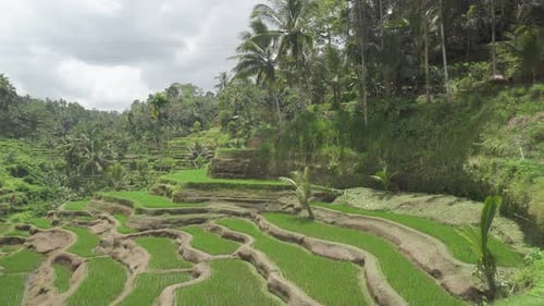 Awesome view of scenic rice terraces in Bali, Indonesia