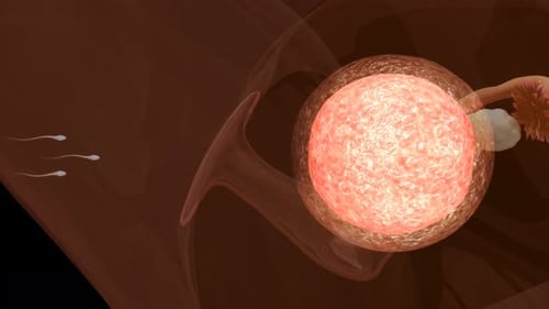 Sperma schwimmt auf menschliche Eizelle zu