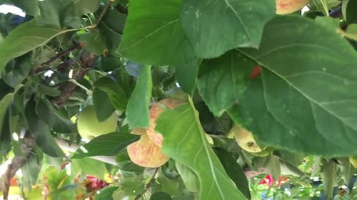 green Apple tree