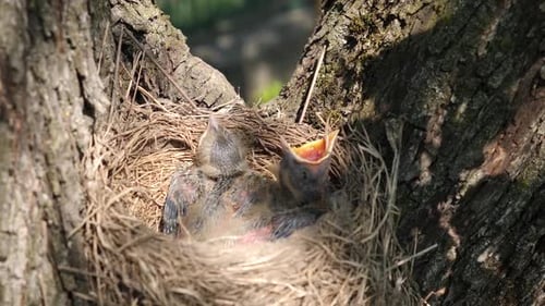 Baby Birds in Nest Inside Tree