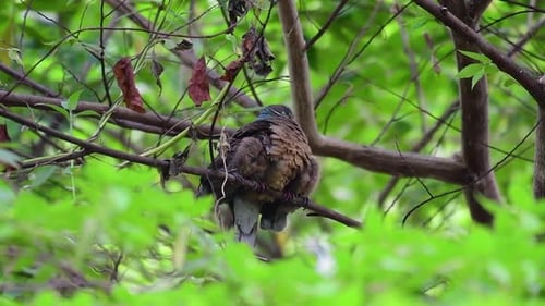 Cette tourterelle brune à bec court et ses oisillons sont un oiseau endémique que l'on trouve aux Philippines et par