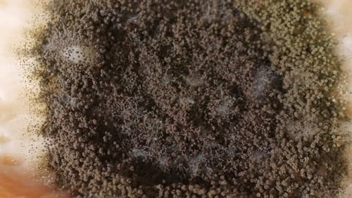 A close up of extensive mold and fungus growth on bread.