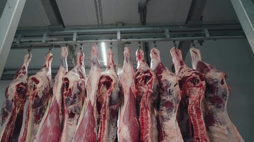 Meat Factory Meat Production Animal Carcasses Hanging in the Freezer