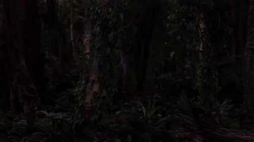 Dense Forest with Towering Trees and Rich Foliage in Low Light Conditions