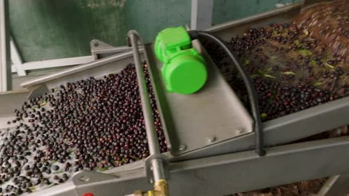 Harvested olives loaded to press hopper in olive oil mill. Cleaned and sorted olives
