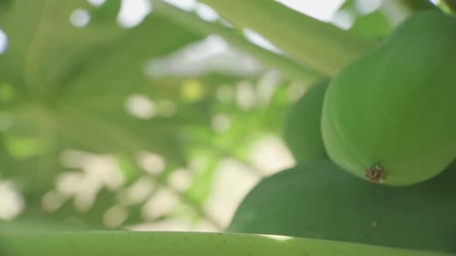 A close up shot of a little coconut growing on a palm tree, green leafs, Goa resort, India. 4K