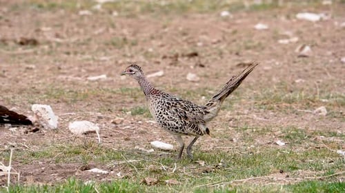 Juvenile Ring-necked Pheasant walking in slow motion