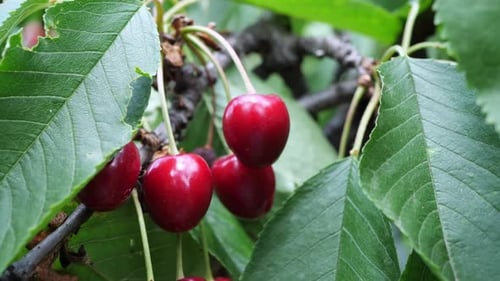 Ripe, red cherries hanging on a tree branch