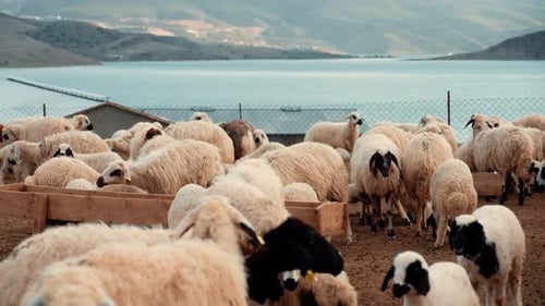 Sheep Feeding by Lake side Farm