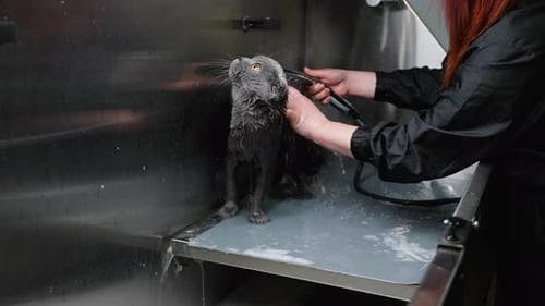Cat Receives Bath in Metal Wash Basin