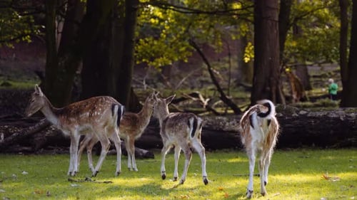 Small Group of Young Spotted Deer Grazing in Big Green Lawn on Bright Sunny Day