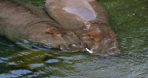 Hippopotamus, hippopotamus amphibius, Pair standing in River, Sleeping, Real Time 4K