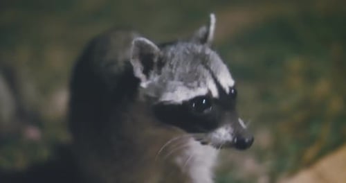 Gros plan intense d'un raton laveur regardant directement la caméra la nuit
