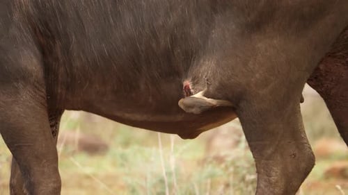 El pájaro buey de pico rojo picotea una gran herida en un absceso en el lado de Cape Buffalo