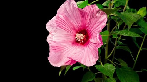 Hibiscus Flower Blooming in Time Lapse on Black