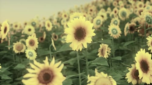 Sunset Landscape at Sunflower Field