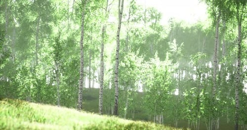 Lush Green Forest with Bright Sunlight Filtering Through the Foliage