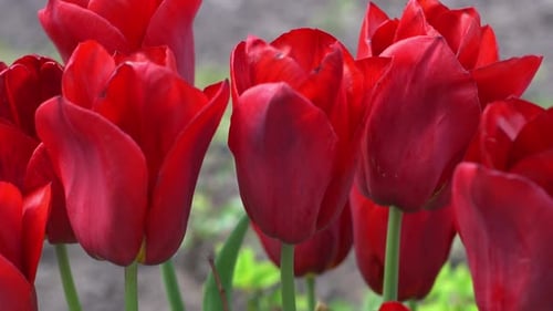 Red Tulips Bloom in Spring Blur Bokeh Tulip Flower Nature Floral Background Botanical Garden
