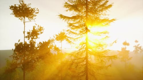 Magnificent Sunlight Streaming Through Pine Boughs