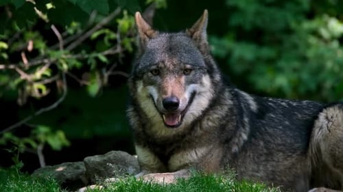 Loup eurasien se reposant dans un habitat naturel verdoyant