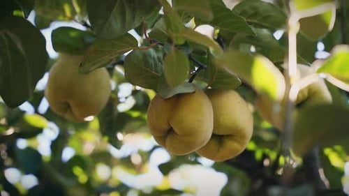 Quitten auf einem Baum in Zeitlupen-Kardanaufnahme