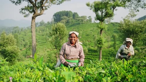 Women Pick Fresh Tea Leaves on Lush Plantation in Sri Lanka Smiling Workers in Field Gather Green