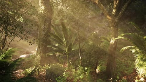 Lush Tropical Forest with Sunlight Filtering Through Trees in the Morning