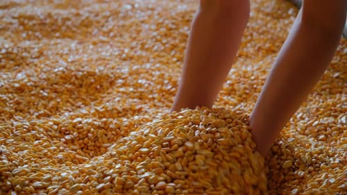 Las manos de una agricultora recogen granos de maíz de cerca