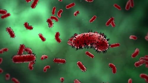 Bacteria