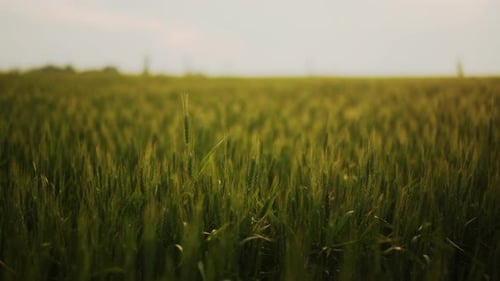 Green Wheat Field Ears of Wheat Swaying From Gentle Wind Unripe Grain Farm Field Rich Harvest