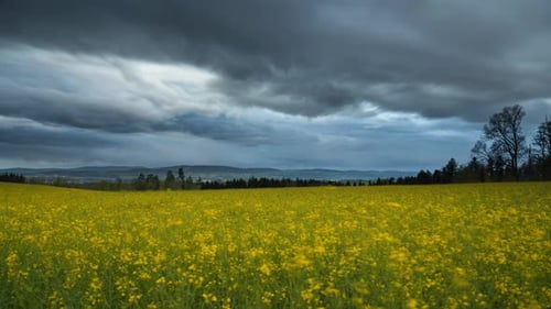 Golden rapeseed field blows in wind as storm clouds gather and roll in sky