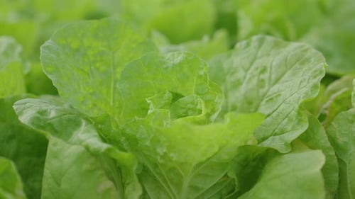 Vibrant Green Lettuce Growing on a Farm