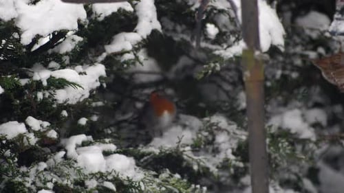 Slow motion of Robin flying out from a coniferous tree, for a second the Robin free fall to adjust i