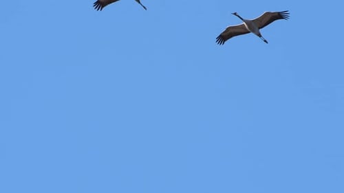 Pair of cranes flying overhead in slow motion close