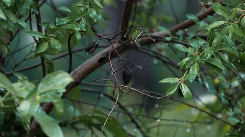 Slow motion shot of rain falling on green leaves and branches in a garden.