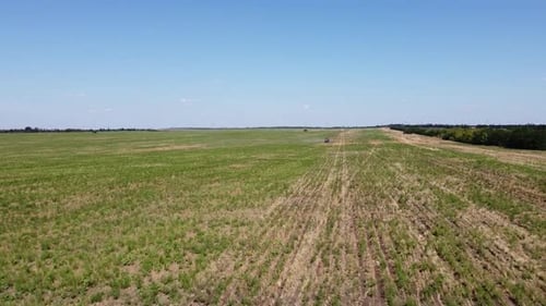 Blue Tractor O.A. Planting Canola On No Till Field