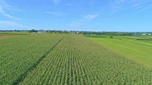 Aerial View of Traveling Along Rows of Green Corn Fields on a Sunny Summer Day