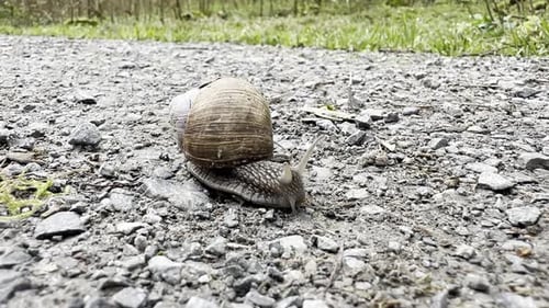 Große braune Schnecke kriechen auf der steinigen Straße, Nahaufnahme