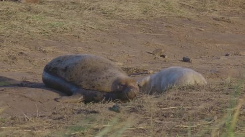 Atlantic grey seal breeding season unveils newborn pups with white fur, mothers providing care in th