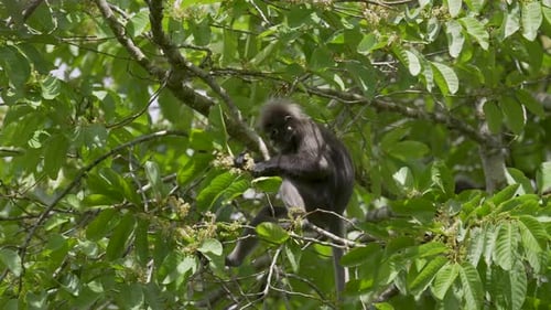 Dusky leaf monkey (Trachypithecus obscurus) feeding and sitting on tree branch. Spectacled langur pl