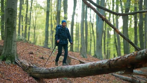A Man Walks Along A Log In The Forest