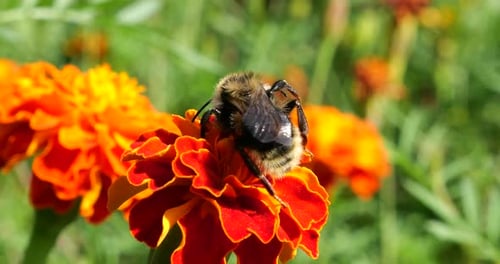 Bumblebee on marigolds flower. Summer macro shooting.