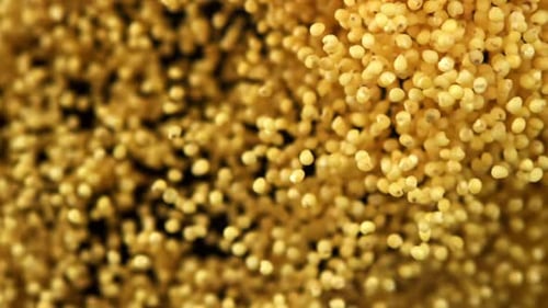 Golden Grains Soaring in Air, Abstract Macro Shot